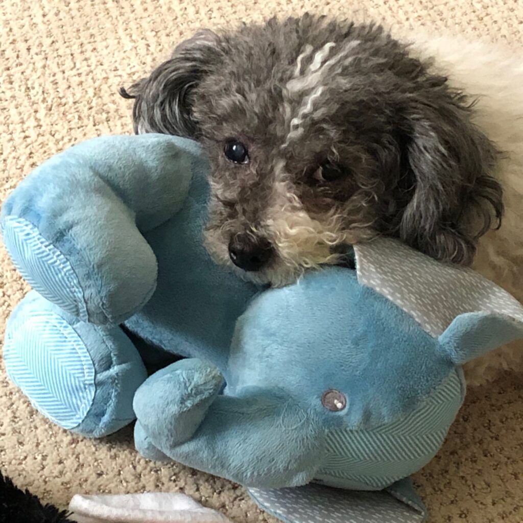 Daisy with her elephant toy